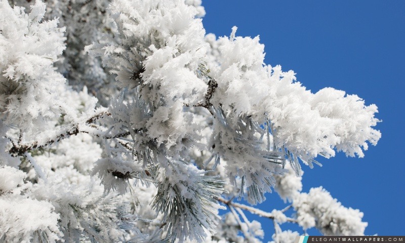 Branche d'arbre neigeux Blue Sky, Arrière-plans HD à télécharger