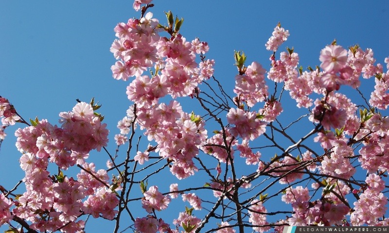 Japanese Cherry Blossom arbre, Arrière-plans HD à télécharger