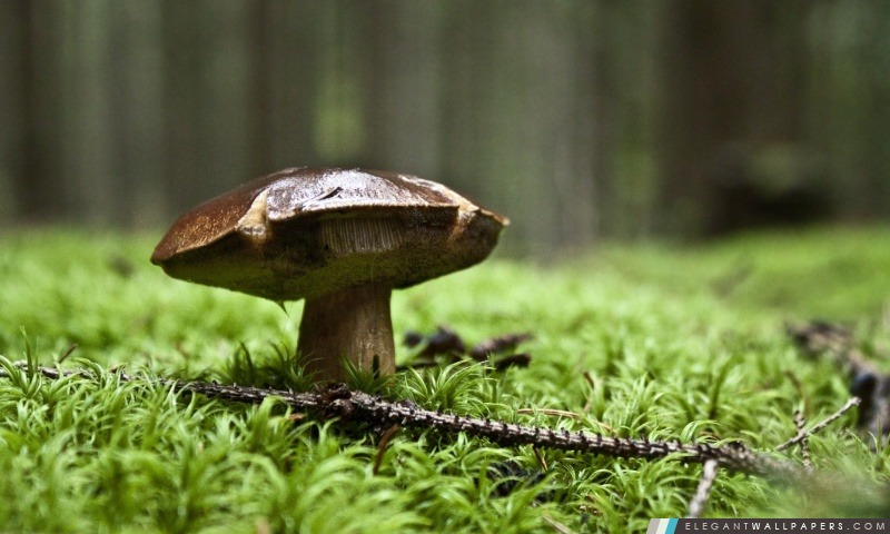 Mushroom Forest, Arrière-plans HD à télécharger