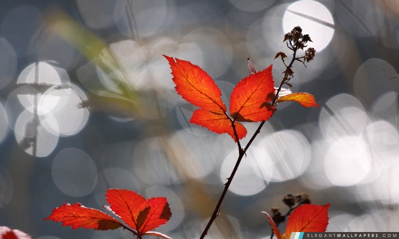 Feuillage rouge d'automne, Arrière-plans HD à télécharger
