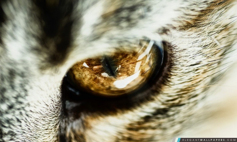 Cat Eye Close Up, Arrière-plans HD à télécharger