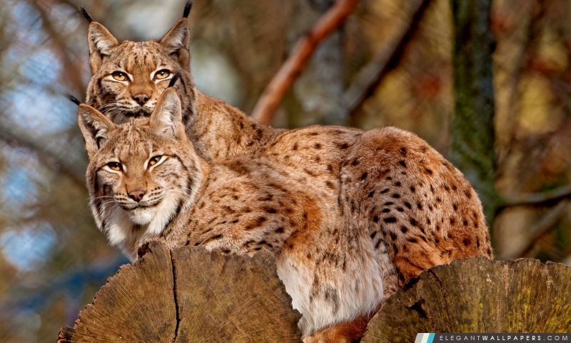 Lynx Animaux, Arrière-plans HD à télécharger
