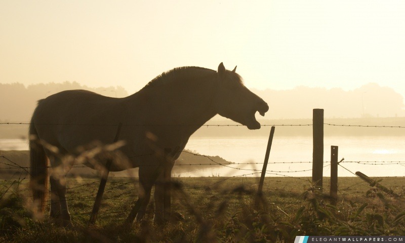 Silhouette de cheval, Arrière-plans HD à télécharger