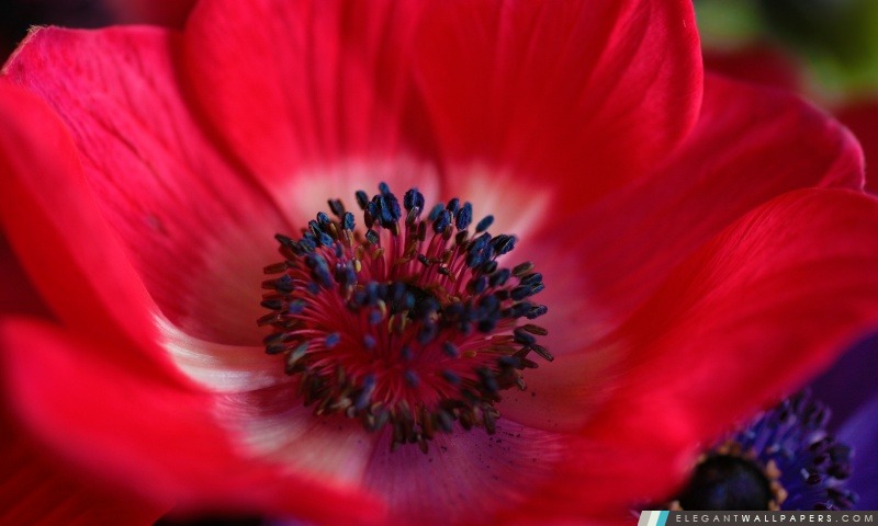 Macro fleur rouge, Arrière-plans HD à télécharger