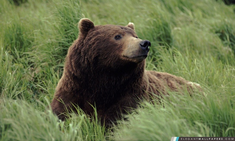 Grizzly Bear Proche rivière de McNeil Alaska, Arrière-plans HD à télécharger