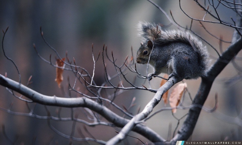 Écureuil dans l'arbre, Arrière-plans HD à télécharger