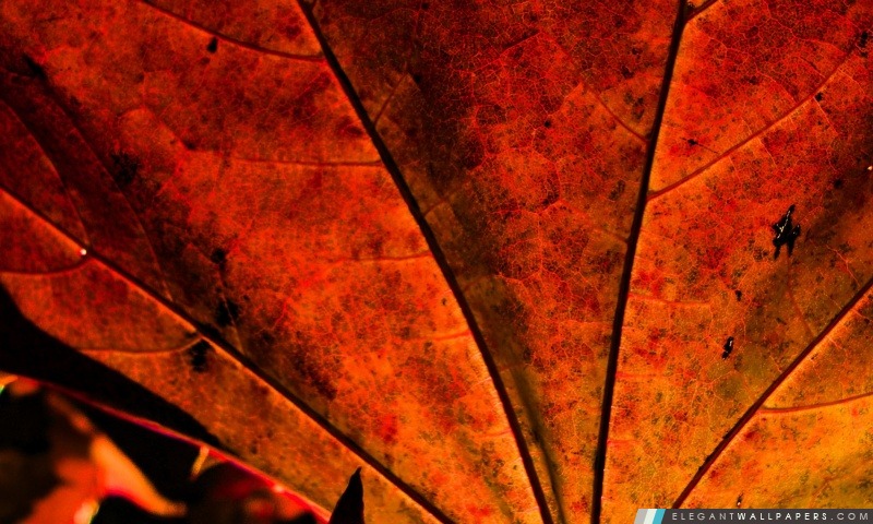 De couleur rouille des feuilles, Arrière-plans HD à télécharger