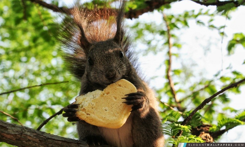 Écureuil mangeant un biscuit, Arrière-plans HD à télécharger