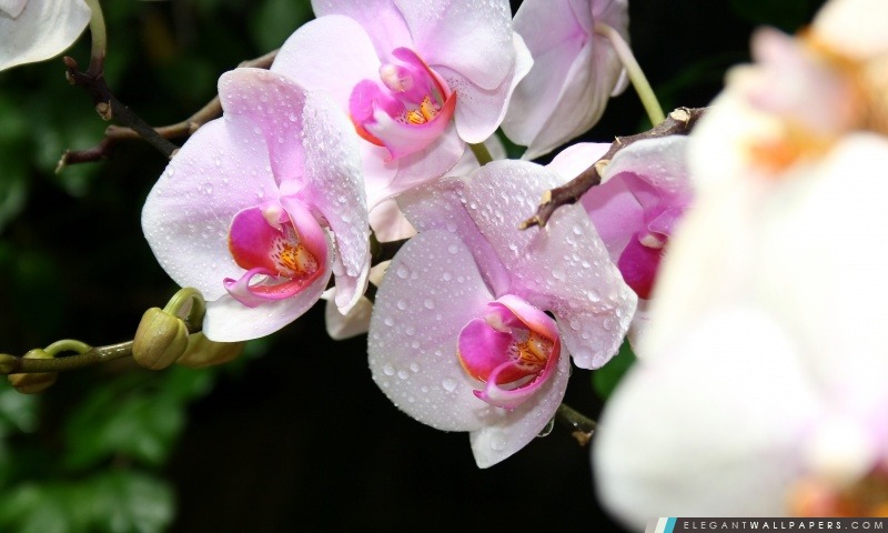 Orchidées blanches, Arrière-plans HD à télécharger