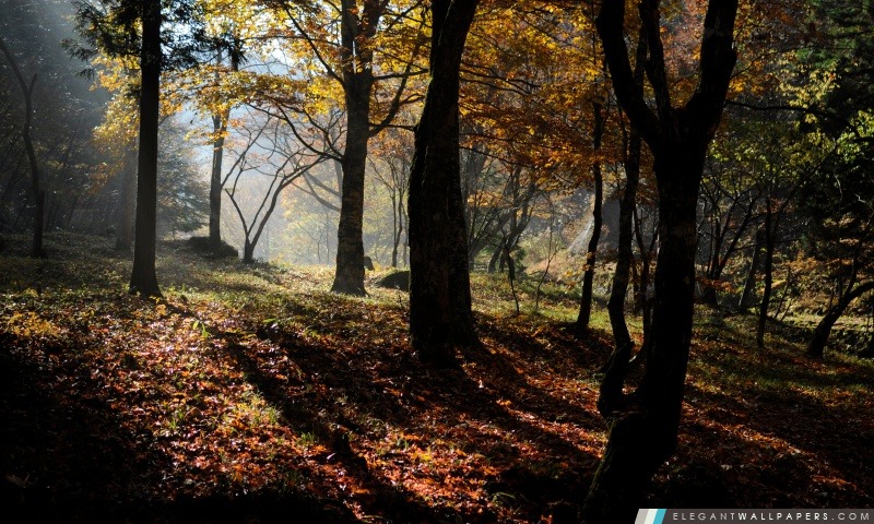 Forêt d'érable d'automne, Arrière-plans HD à télécharger