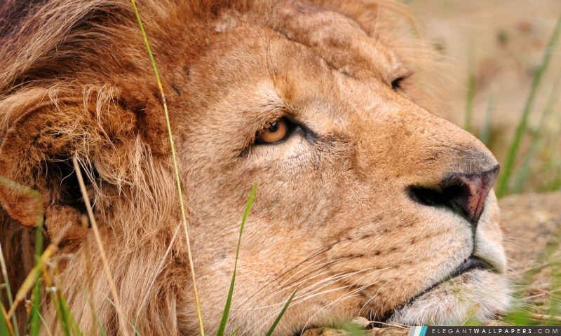 Sad Lion, Arrière-plans HD à télécharger