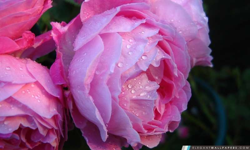 Roses roses avec des gouttes d'eau, Arrière-plans HD à télécharger