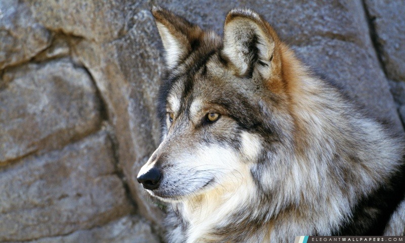 Loup mexicain, Arrière-plans HD à télécharger
