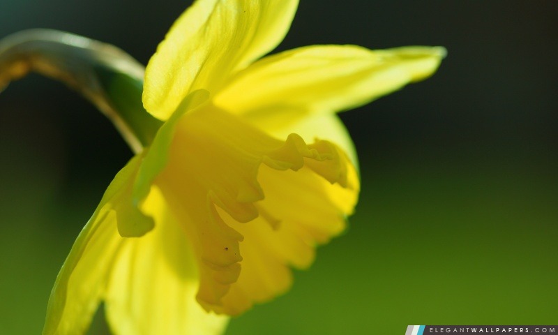 Spring jonquille jaune, Arrière-plans HD à télécharger