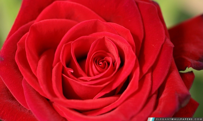 Rose rouge, Arrière-plans HD à télécharger
