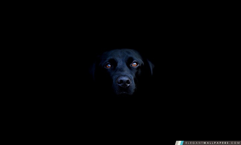 Black Dog, Arrière-plans HD à télécharger