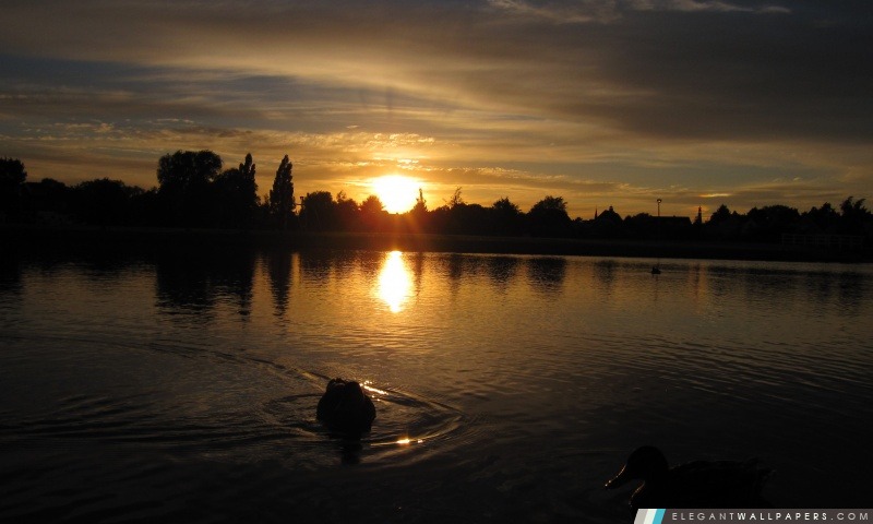 Détente Canards sur un lac calme au crépuscule, Arrière-plans HD à télécharger