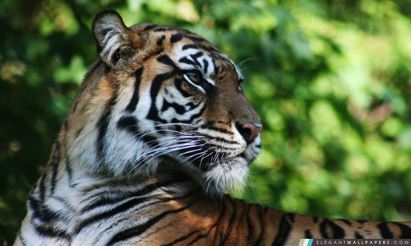 Tiger animaux, Arrière-plans HD à télécharger