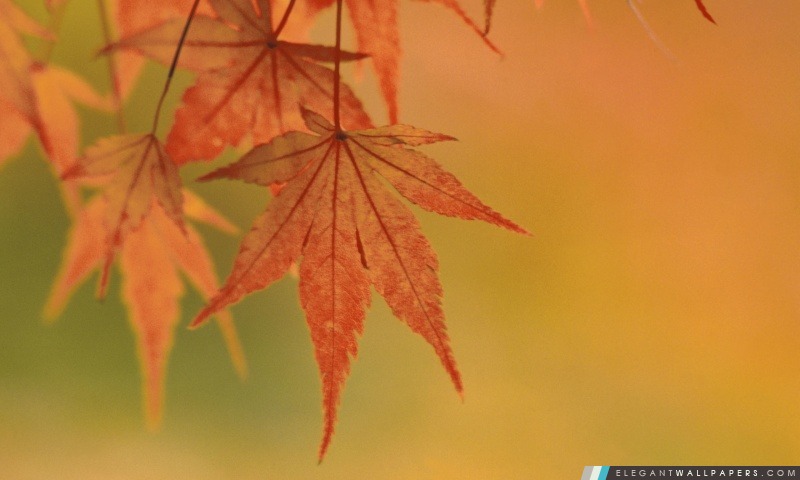 Feuilles d'érable japonais, Couleurs d'automne, Arrière-plans HD à télécharger