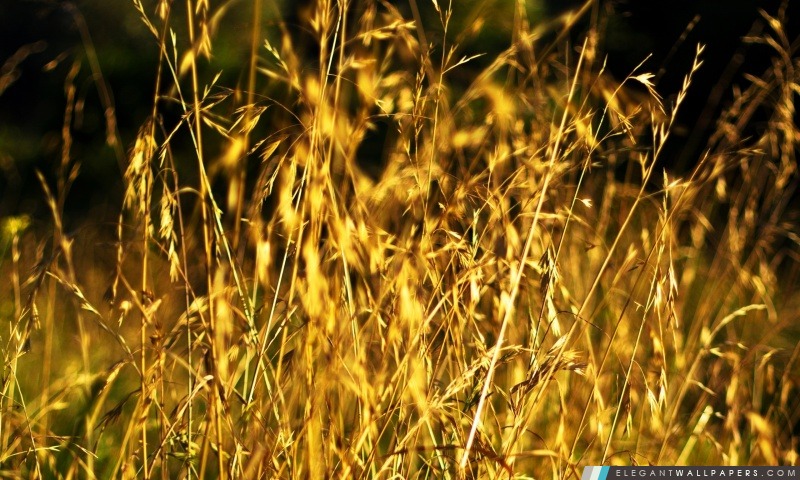 Oreilles d'herbe, l'été, Arrière-plans HD à télécharger