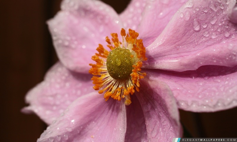 Fleur rose avec des gouttelettes d'eau, Arrière-plans HD à télécharger