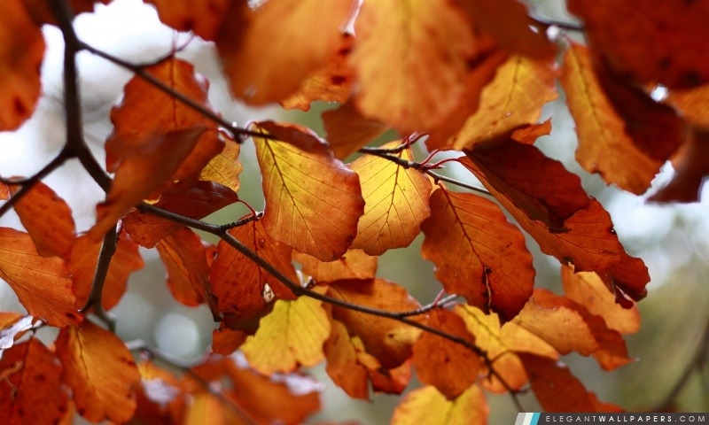 Rouille de couleur feuilles d'automne, Arrière-plans HD à télécharger