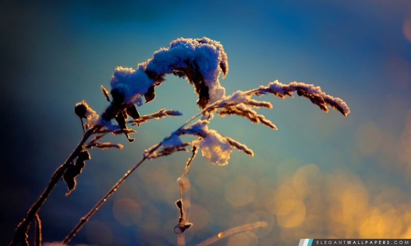 Snowy Roseaux, hiver, Arrière-plans HD à télécharger