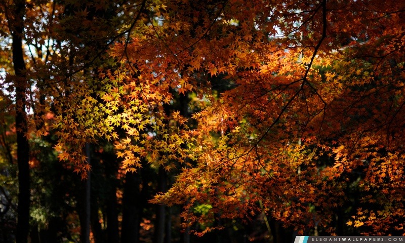 Érable d'automne de forêt, Arrière-plans HD à télécharger