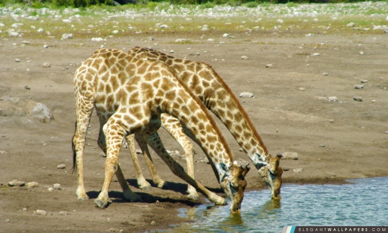 Giraffe (Okaukuejo Plan d'eau, Namibie), Arrière-plans HD à télécharger