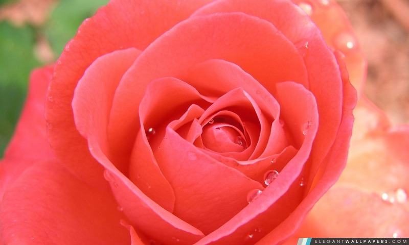 Tropicana Rose, Arrière-plans HD à télécharger