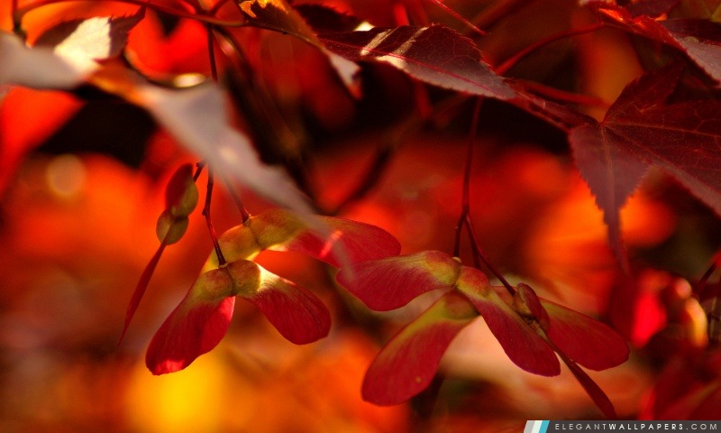 Red Autumn Leaves, Close Up, Arrière-plans HD à télécharger