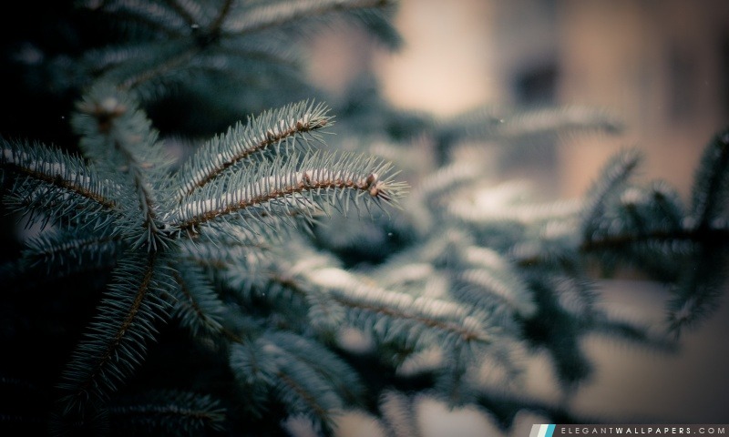 Snowy Spruce, Arrière-plans HD à télécharger