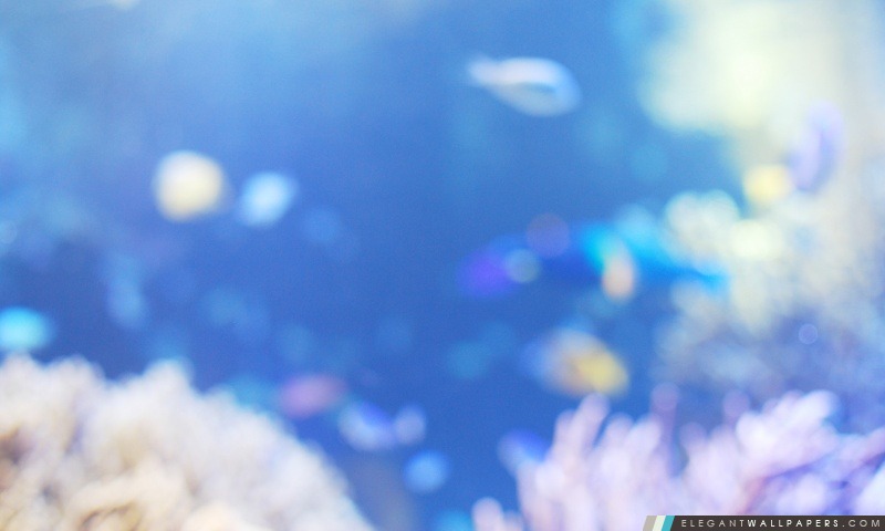 Les poissons d'aquarium, Arrière-plans HD à télécharger