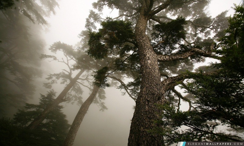 Forêt brumeuse, Arrière-plans HD à télécharger