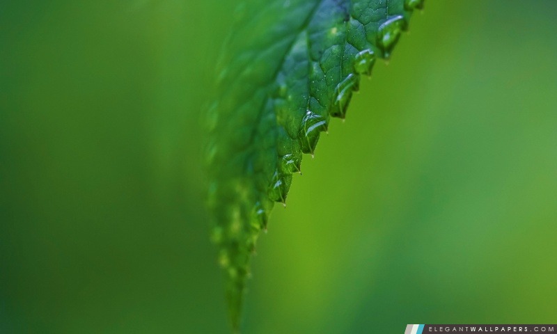 Les gouttes de pluie sur une feuille verte, Arrière-plans HD à télécharger