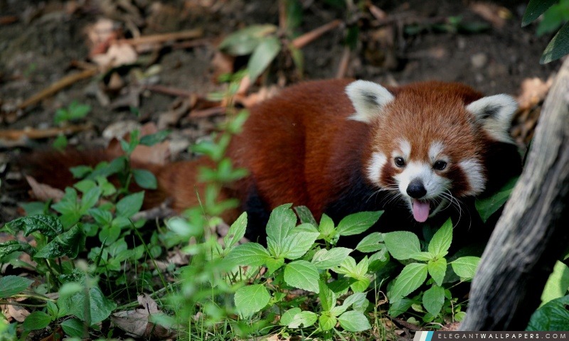 Red Panda, Arrière-plans HD à télécharger