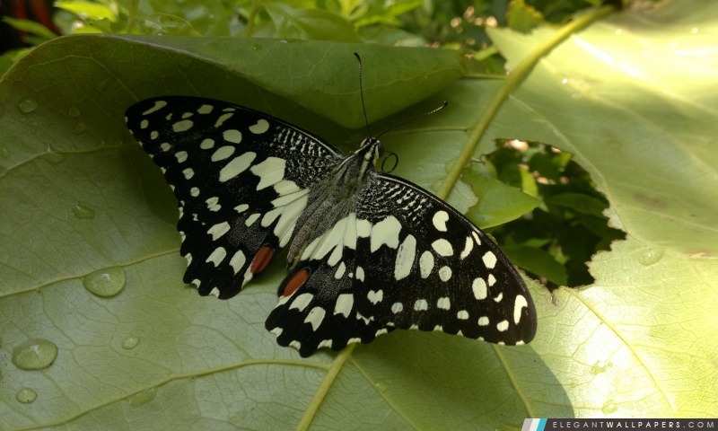 Papillon sur une feuille, Arrière-plans HD à télécharger