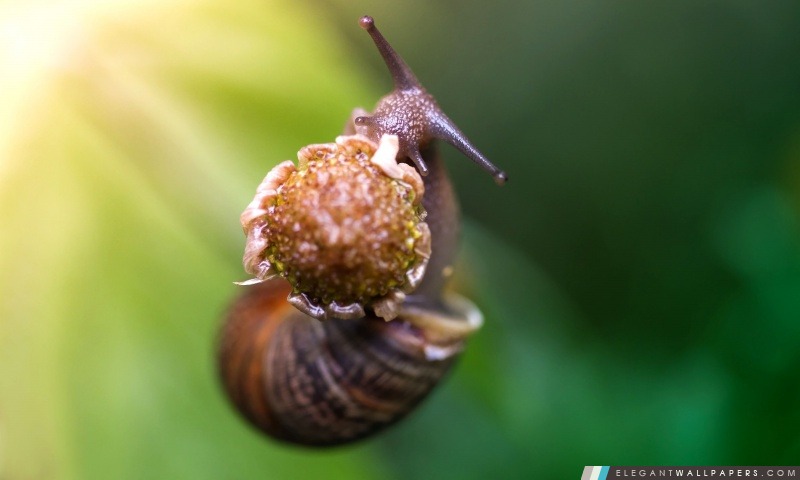 Escargot mangeant une fleur, Arrière-plans HD à télécharger