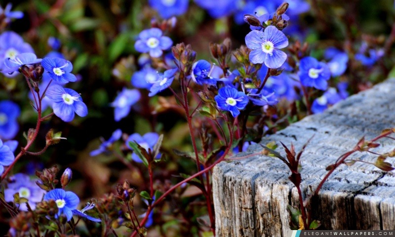 Petites fleurs bleues, Arrière-plans HD à télécharger