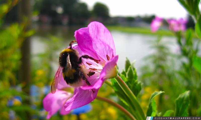 Bumble Bee, Arrière-plans HD à télécharger