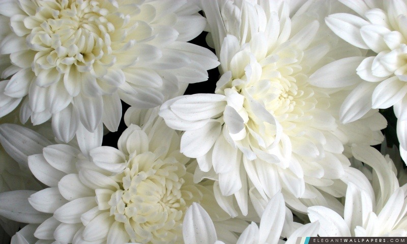 Fleurs blanches, Arrière-plans HD à télécharger