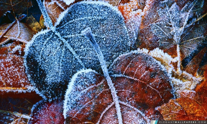 Autumn Leaves Frosty, Arrière-plans HD à télécharger