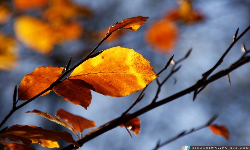 Golden Leaves, Arrière-plans HD à télécharger