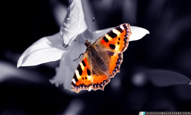 Beau papillon orange, Arrière-plans HD à télécharger