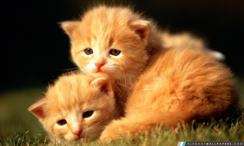 Deux chatons bébé, Arrière-plans HD à télécharger