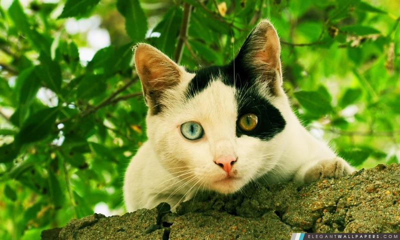 Cat Odd-eyed, Arrière-plans HD à télécharger
