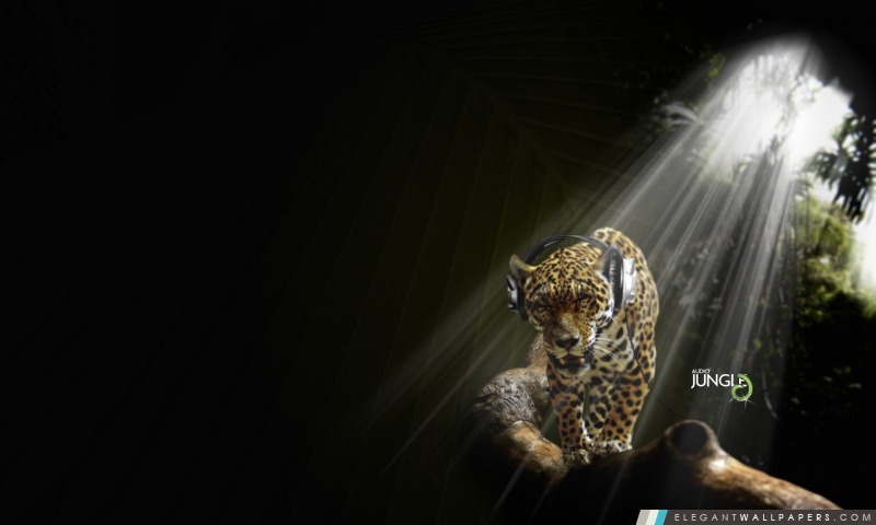 Leopard écoute Musique Audio Jungle, Arrière-plans HD à télécharger