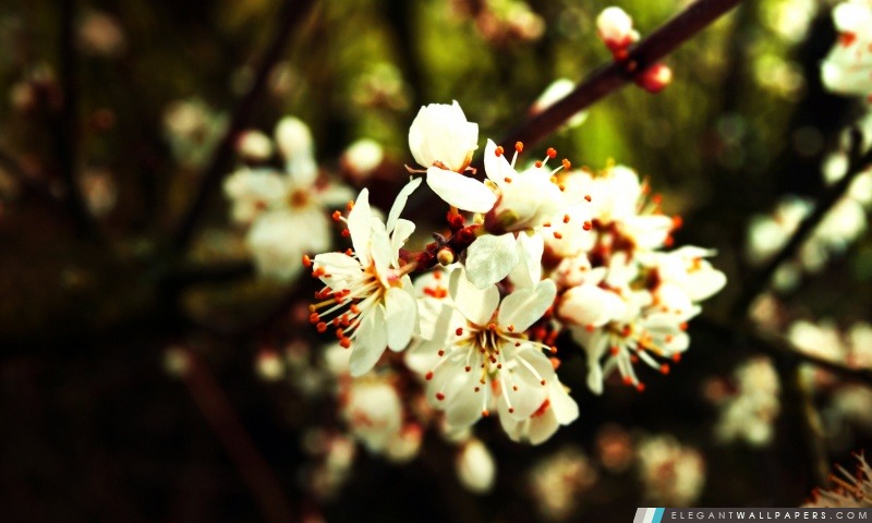 Fleurs de printemps Bundle, Arrière-plans HD à télécharger