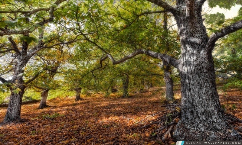 Forêt d'automne, Arrière-plans HD à télécharger