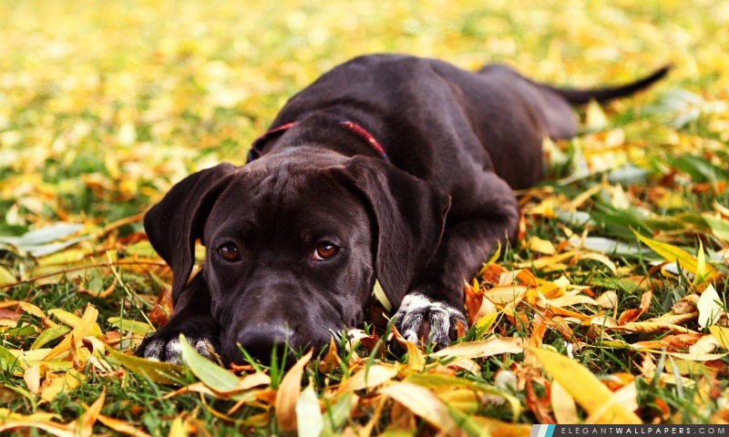 Sad Black Dog automne, Arrière-plans HD à télécharger